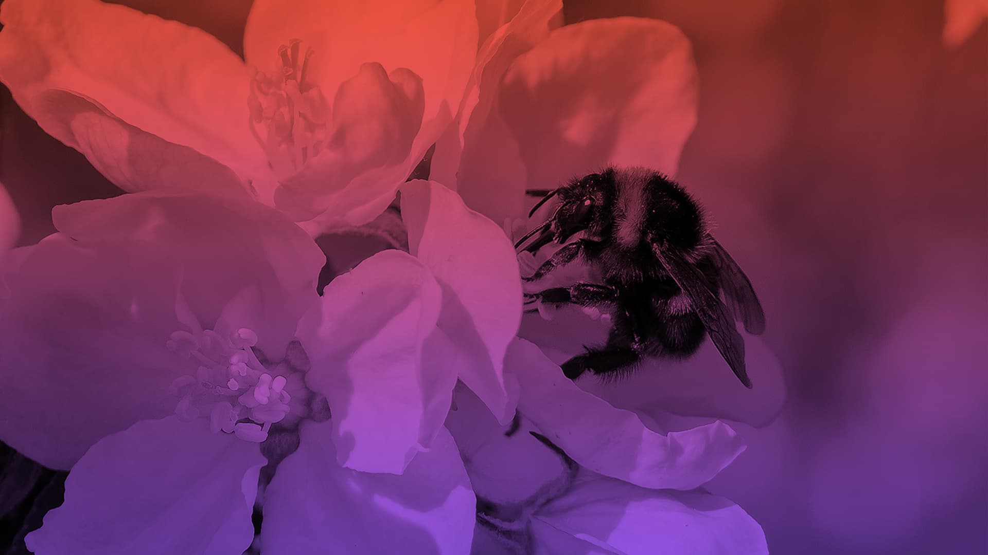 Bi på blomma